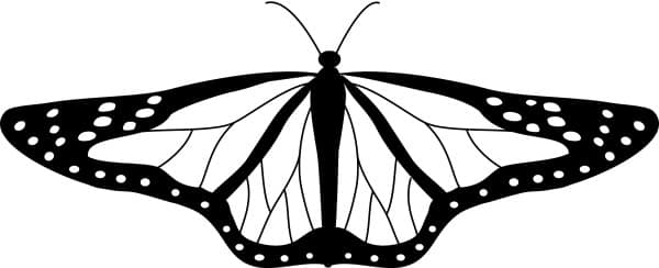 Cute Black and white Butterfly
