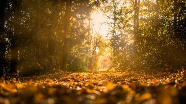 Fall Leaves on the Road Christian Stock Photo