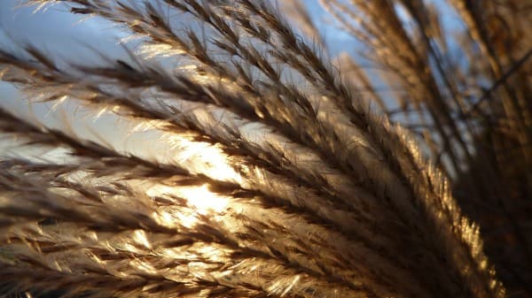 Wheat Field of Harvest Church Stock Photo