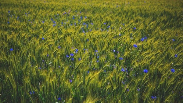 Lavender Field of Flowers Religious Stock Photo