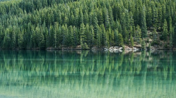 Green Trees By The Lake Christian Stock Image