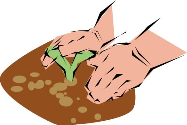 Planting a Seedling