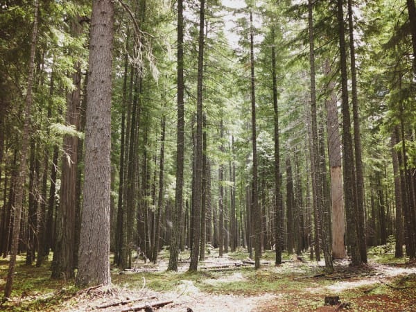 Forest Trees Christian Worship Background
