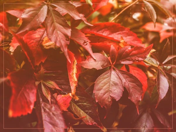 Thankful to God Thanksgiving Worship Background