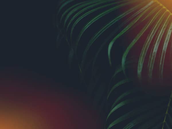 Palm Sunday Hosanna To The King Worship Background