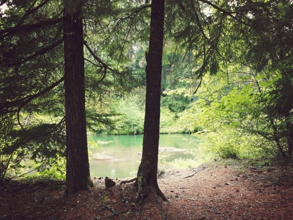 Trees On The Riverbank Worship Background