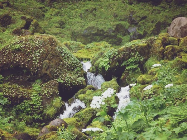 Forest Stream With Wildflowers Church Worship Background