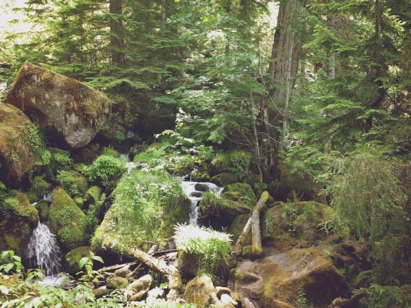 God's Forest Creation Worship Background
