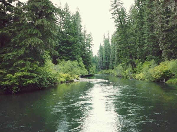 River Through The Forest Church Worship Background