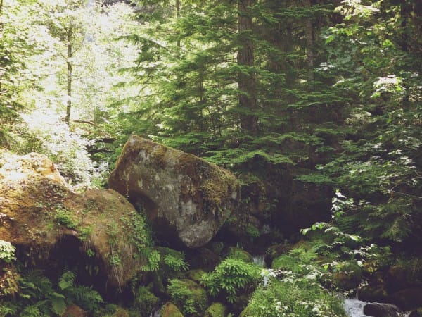 Whispering Forest Nature Worship Background