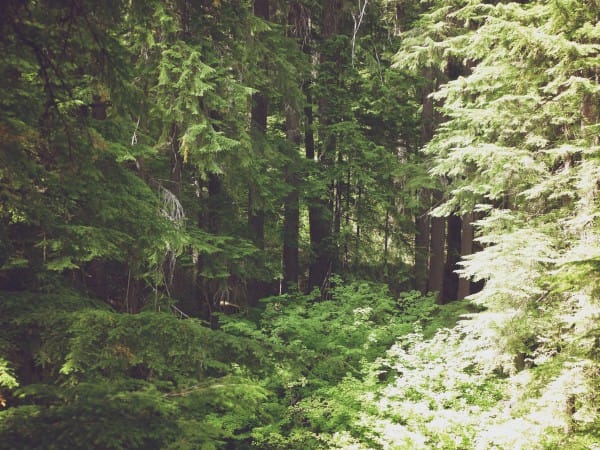 Forest Trees Nature Church Worship Background