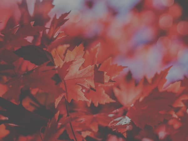 Happy Thanksgiving Wishes Worship Background