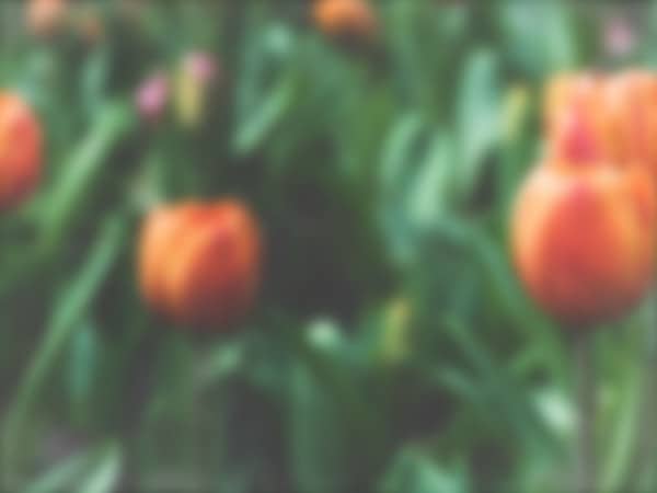 Spring Forward Tulip Church Background Slide