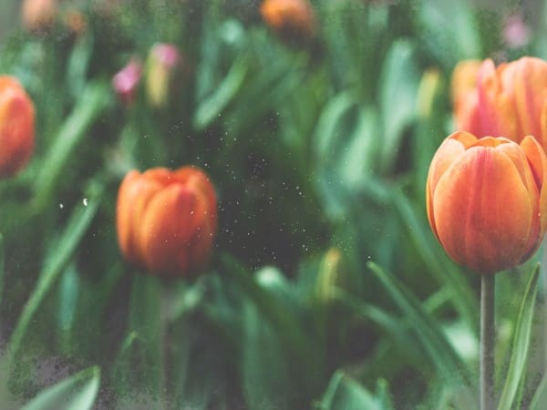 Spring Forward Tulip Church Worship Background