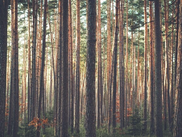Fall Retreat Church Worship Background