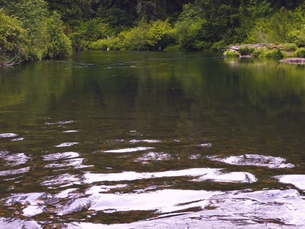Forest Creek Christian Worship Background
