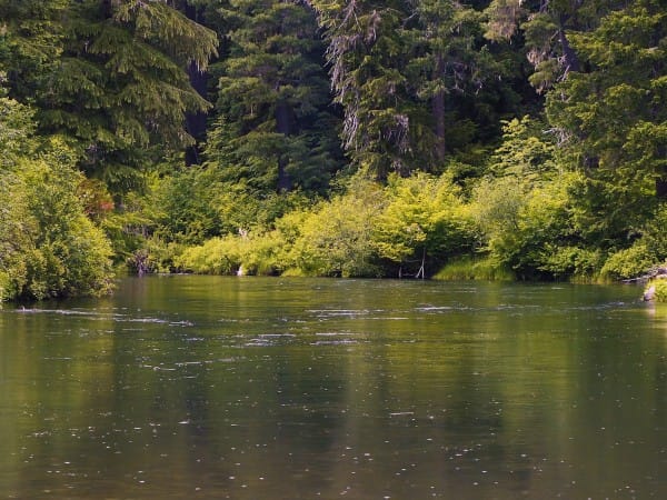 Forest Creek Worship Background