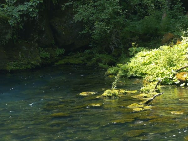 Forest Creek Church Worship Background