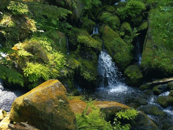 Rock Springs Christian Worship Background