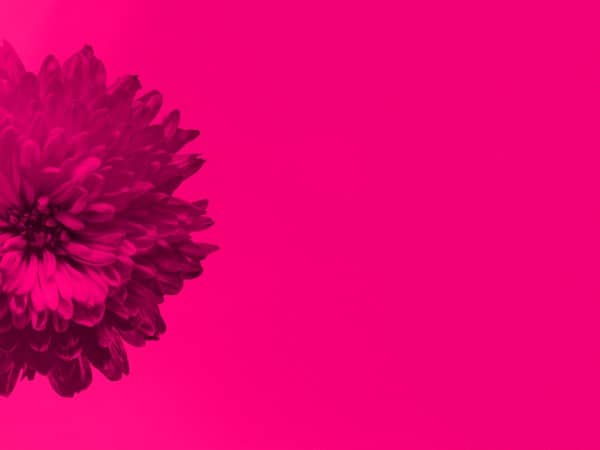Women's Bible Study Pink Worship Background