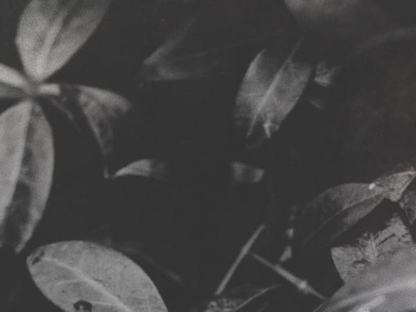 Black And White Leaf Worship Background