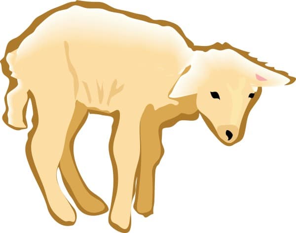 Standing Lamb