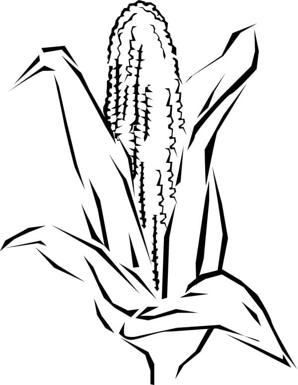 Ear of Corn