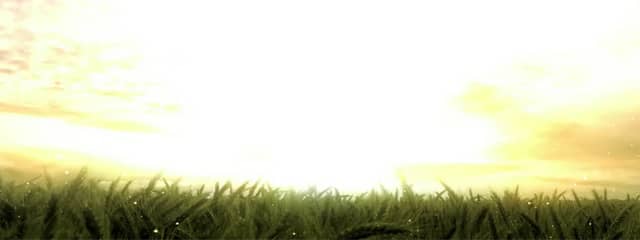 Harvest Field Triple Wide Video Format