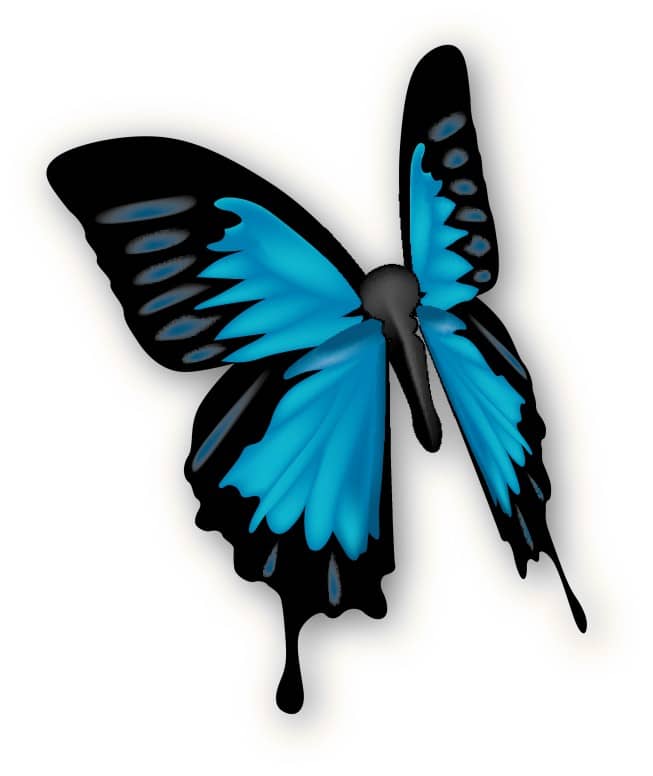 Beautiful Blue Butterfly