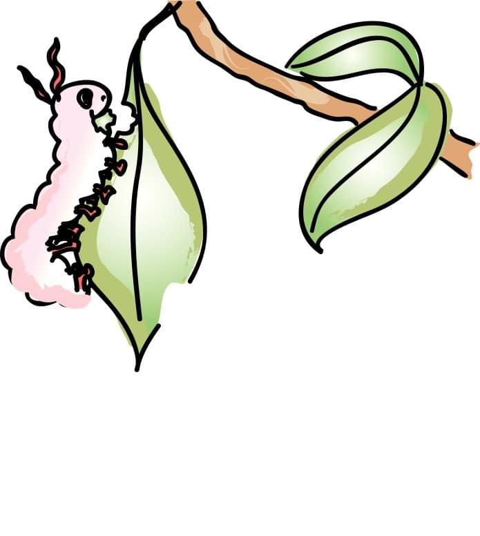 Pink Caterpillar Eating a Leaf