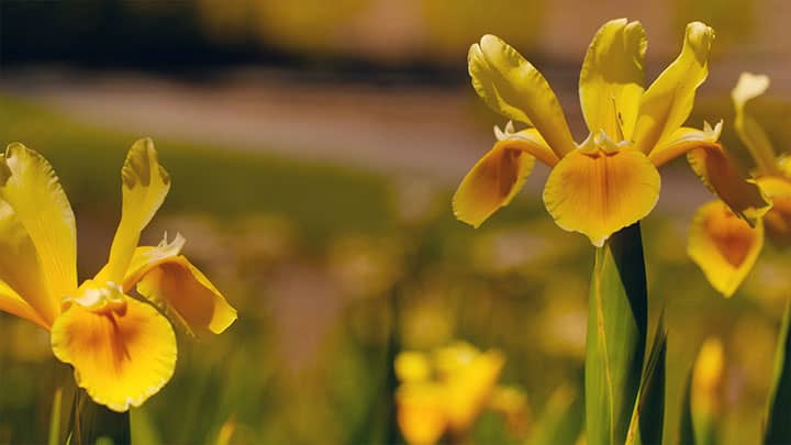 Mother's Day Garden: 11