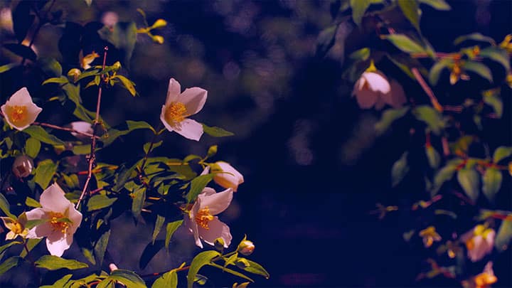 Mother's Day Garden: 13