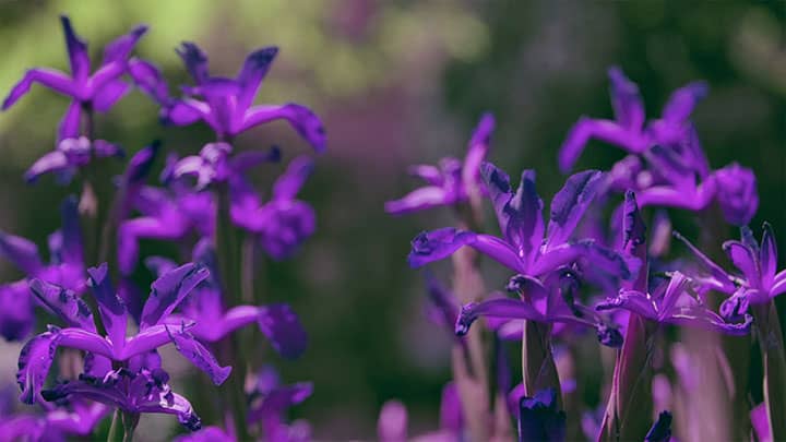 Mother's Day Garden: 1