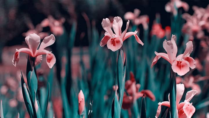 Mother's Day Garden: 2