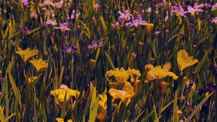 Mother's Day Garden: 5