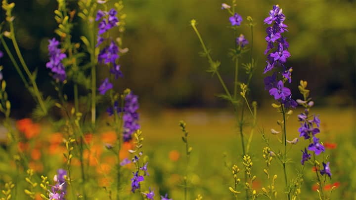 Mother's Day Garden: 7