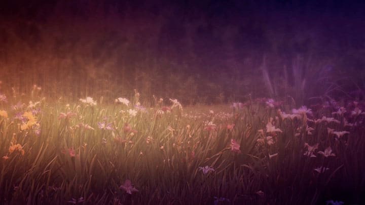 Wildflower Collection: 2