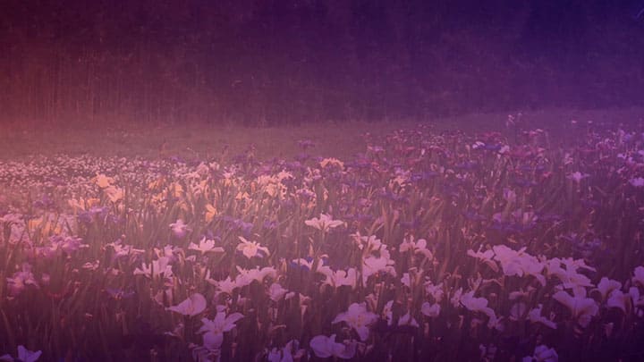 Wildflower Collection: 6