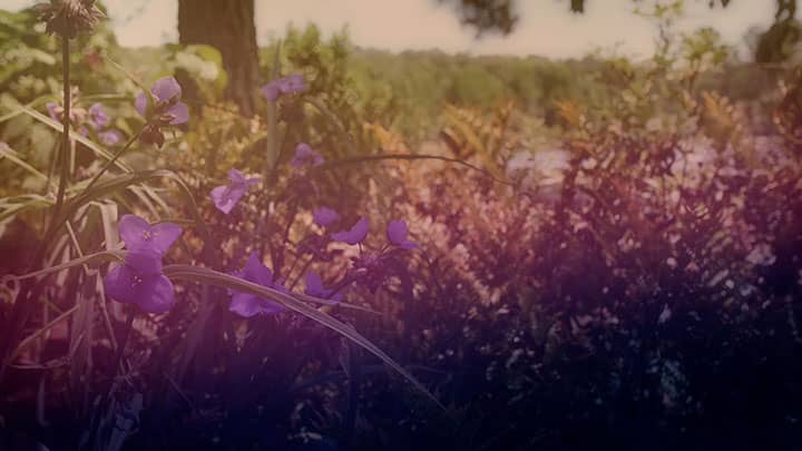 Wildflower Collection: 8