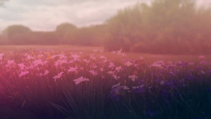Wildflower Collection: 3