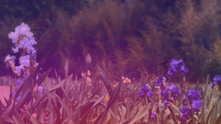 Wildflower Collection: 5