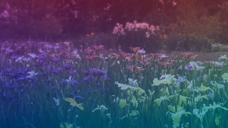 Wildflower Collection: 7