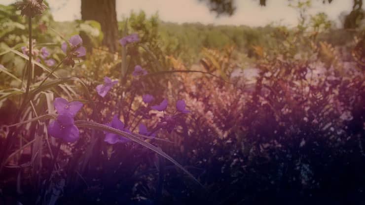 Wildflower Collection: 8