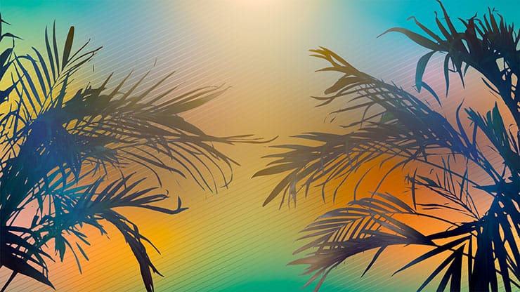 Sun Palms Collection: 13