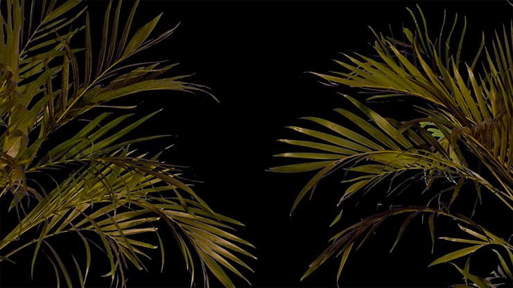 Sun Palms Collection: 15