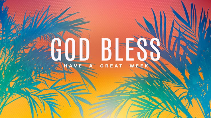 Sun Palms Collection: Close