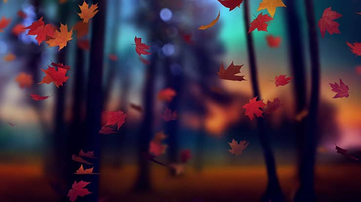 Fall Woods: Back 11