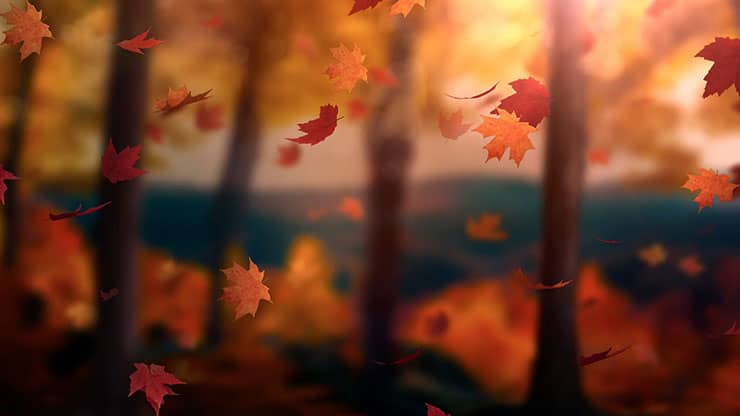 Fall Woods: Back 12