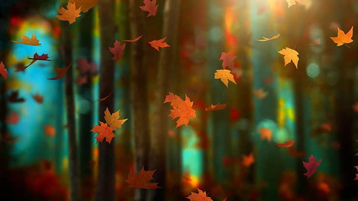 Fall Woods: Back 13
