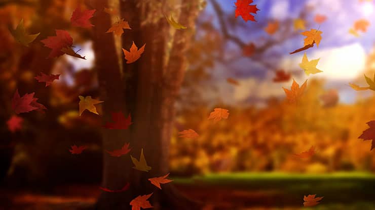 Fall Woods: Back 16